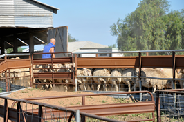 Steam Plains Shearing 022548  © Claire Parks Photography